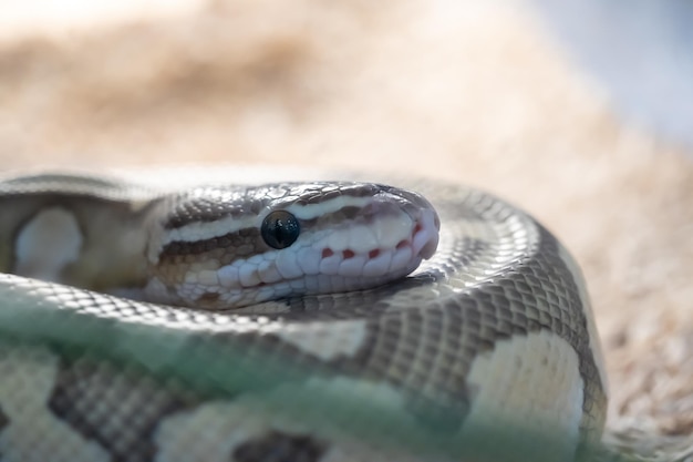 Head of yellow brown snake with big eye on it body