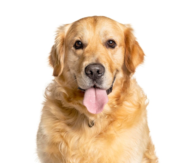 Headshot of a panting Golden Retriever isolated on white