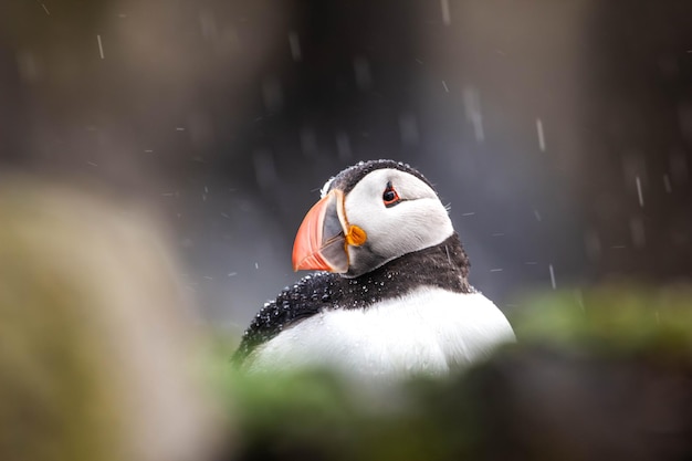 Headshot portrait of an atlantic puffin in the rain with blurred foreground and background