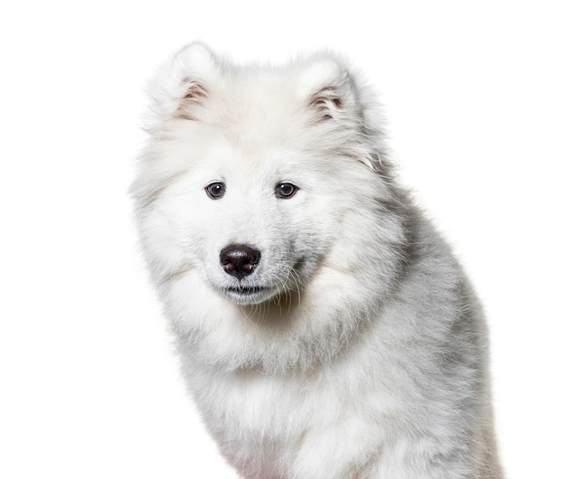 Headshot of a Samoyed isolated on white