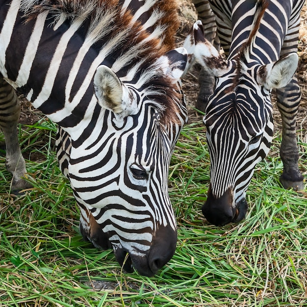 Headshot of zebra is eating grass