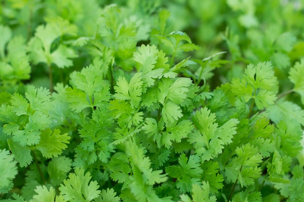 Health benefits of coriander. Coriander is loaded with antioxidants