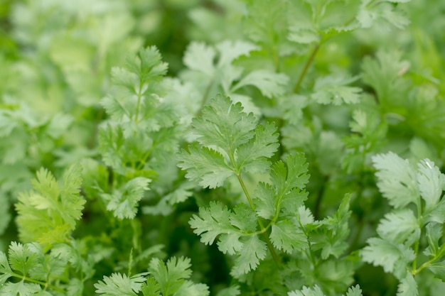 Health benefits of coriander. Coriander is loaded with antioxidants