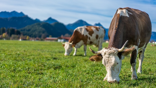 Healthy Cattle Cows In Green Grass Pasture With Mountain View Background