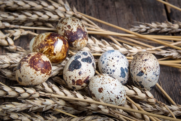 Healthy diet food. Quail eggs in wheat ears.