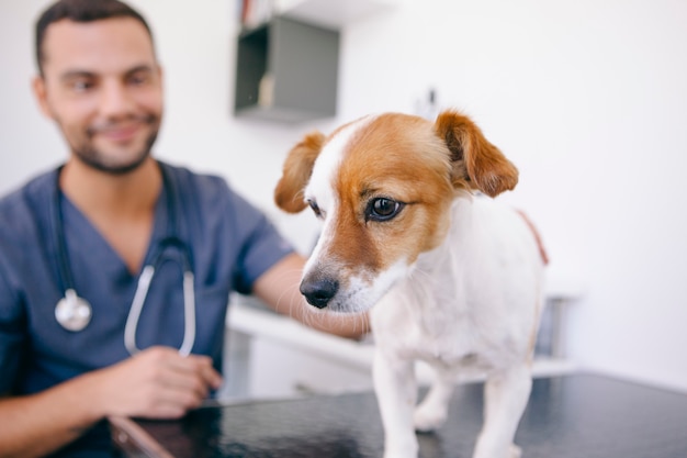 Healthy dog ready for doctor inspection