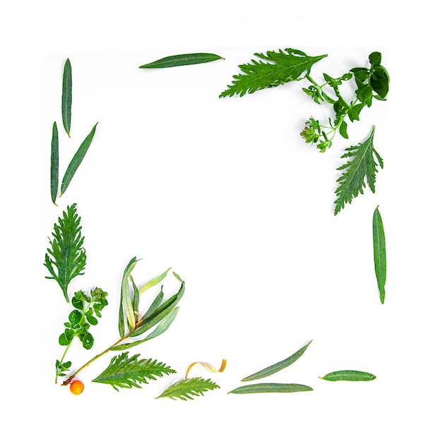 Healthy eco natural organic leaves design elements