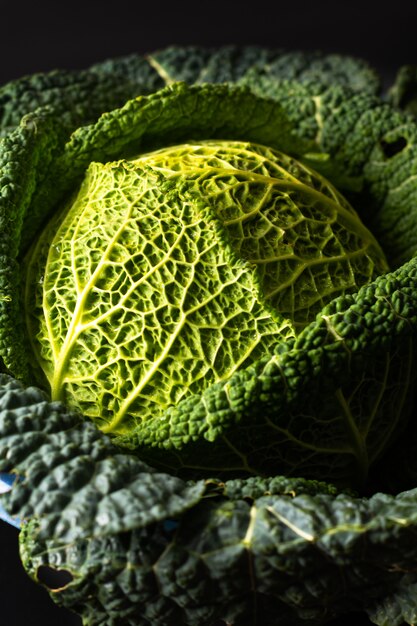 Healthy food concept closeup organic Green savoy cabbage fresh from the garden