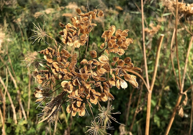 Healthy food found in nature ready to eat in the netherlands