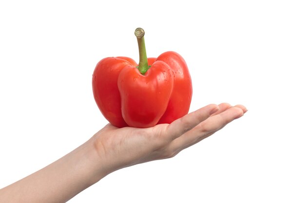 Healthy food. Red sweet pepper in hand isolated on a white background. Woman holding bulgarian pepper