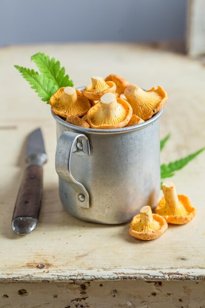 Healthy mushrooms with green fern from forest