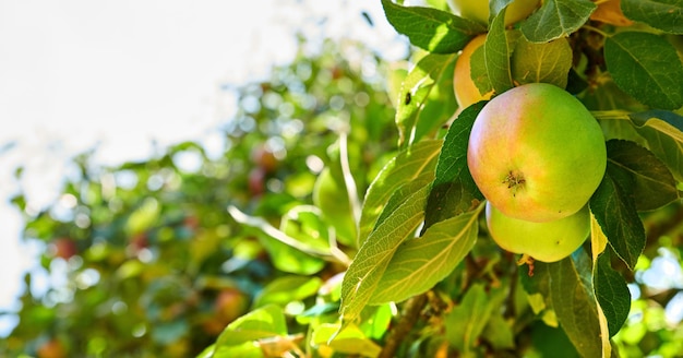 Healthy organic fruit growing on an orchard on a sustainable farm Fresh produce for harvesting Two green apples ripening on a tree with green leaves against bright sky background with copy space