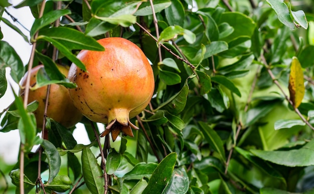 Healthy pomegranate fruit hanging on a branch in the garden close up with copy space