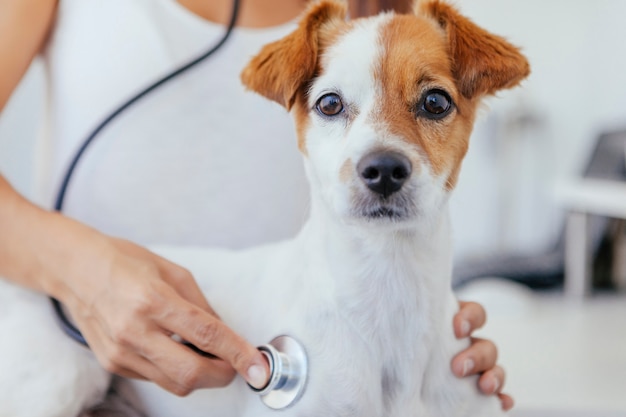 Photo healthy puppy ready for annual inspection at the vet