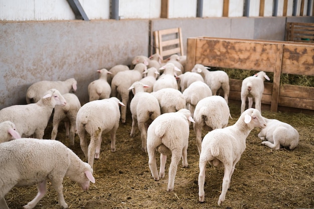 Healthy pure bred Sheep on a farm