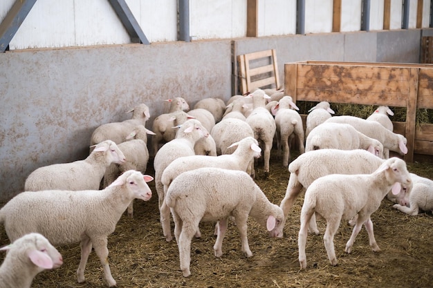 Healthy pure bred Sheep on a farm