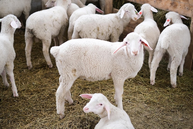 Healthy pure bred Sheep on a farm