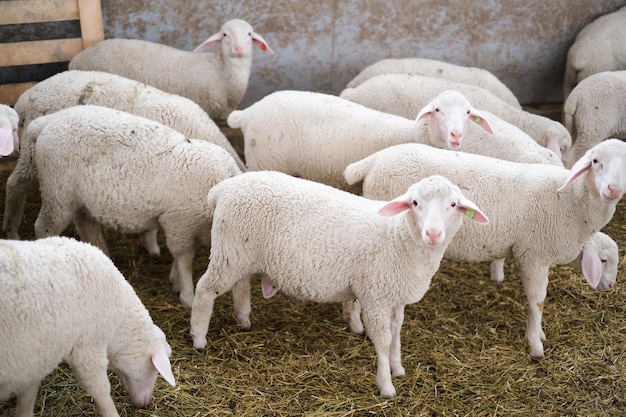 Healthy pure bred Sheep on a farm