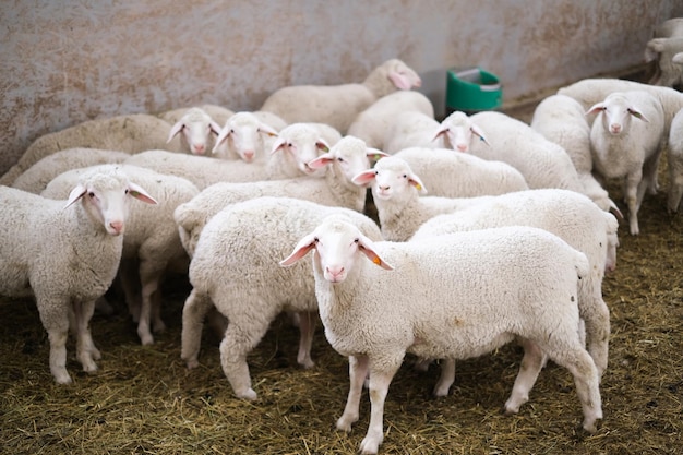 Healthy pure bred Sheep on a farm