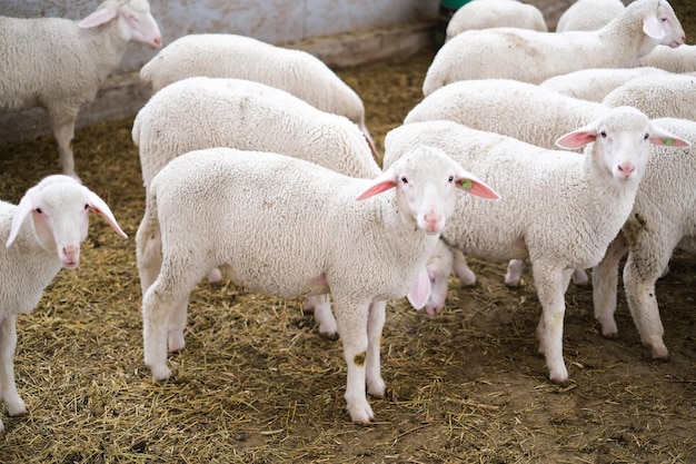 Healthy pure bred Sheep on a farm