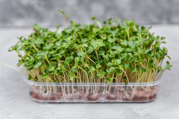 Healthy raw diet food concept micro green fresh sprouts