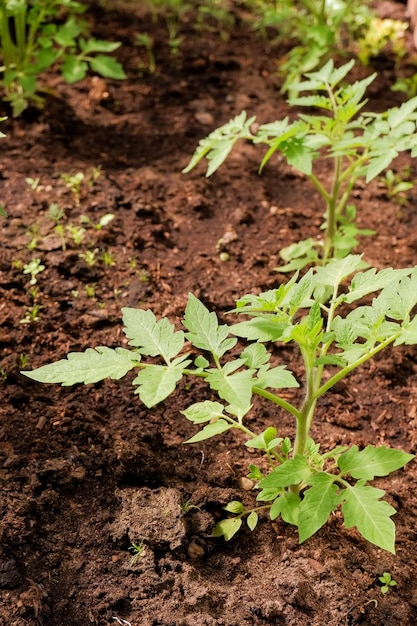 Healthy tomato seedling in a greenhouse growing your vegetables in garden The concept of food selfsufficiencyGreen tomato seedlings in a solar greenhouse