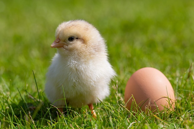 Healthy young chick on green grass and an egg