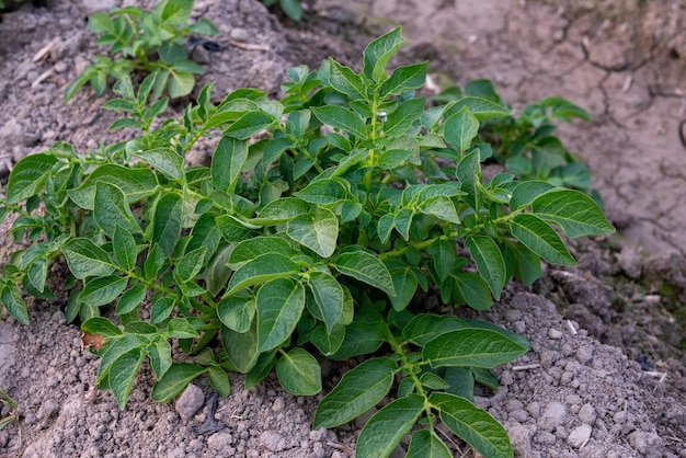 Healthy young potato plant in organic garden Young potato plant growing on the soil Rows of young potato plants on the field