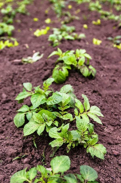 Healthy young potato plant in organic garden. 