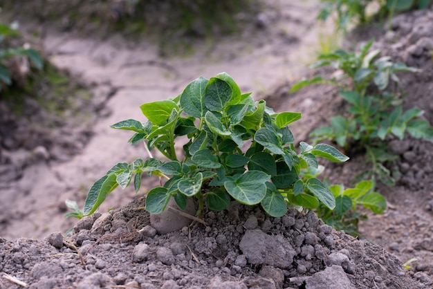 Healthy young potato plants are growing in an organic garden