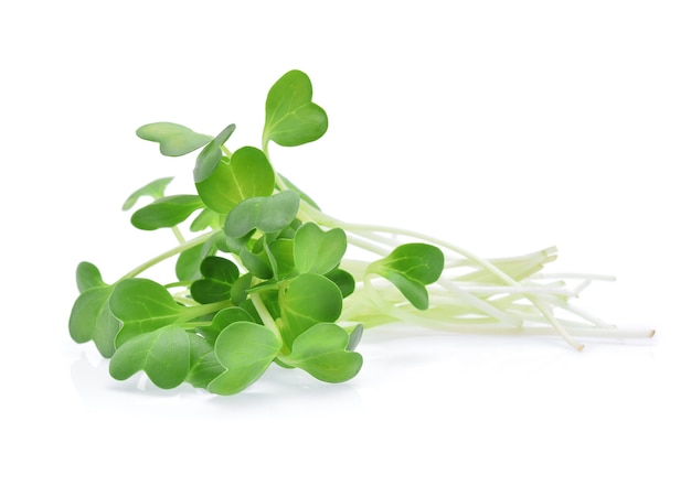 Heap of alfalfa sprouts isolated on white