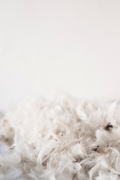 Heap of bird feathers