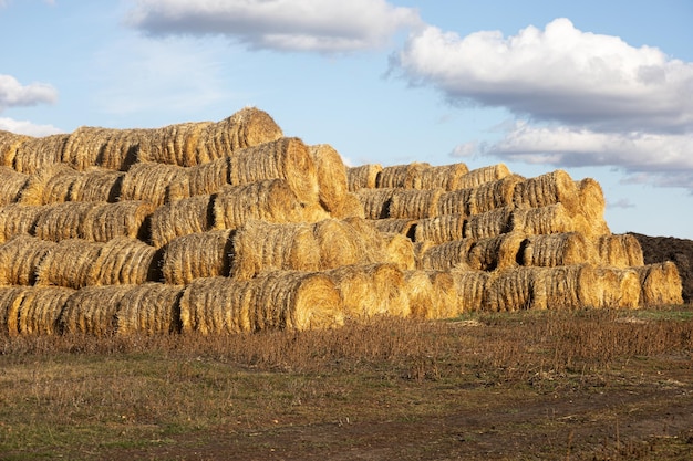 Heap of haystack rolls placed on each other creating hay hills on wet ground with bright blue sky with few clouds in background Golden hay harvest season