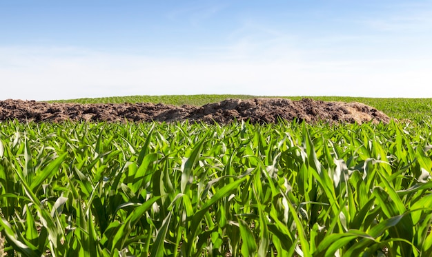 A heap of manure for soil fertilization, lying on the field on which a beautiful green maize grows and grows, the beginning of summer on a farming field