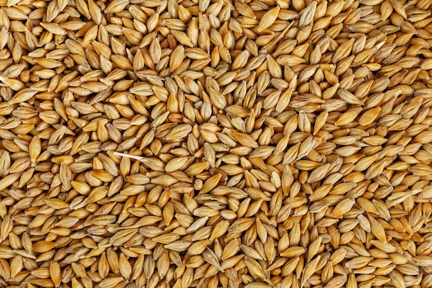 Heap of pearl barley grains, vegetarian food