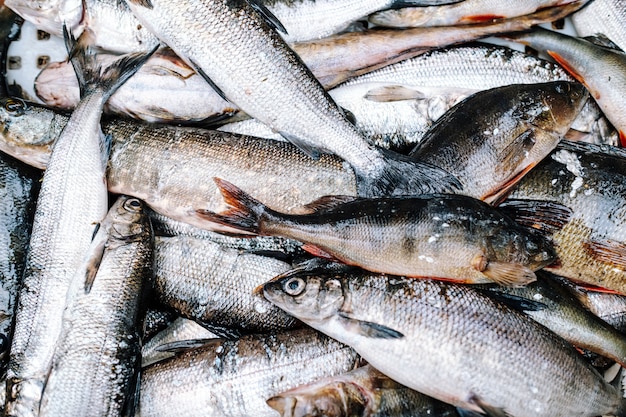 Heap of river fish (perch, pike, whitefish)