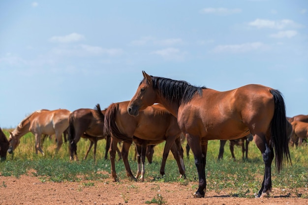 Heard of wild horses or mustangs in summer steppe