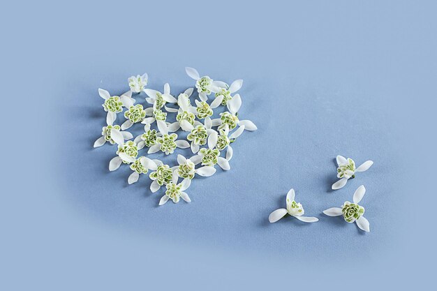 Heart of delicate snowdrops on a blue background