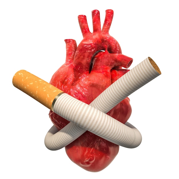 Heart disease from smoking concept Cigarette tied in a knot around human heart 3D rendering