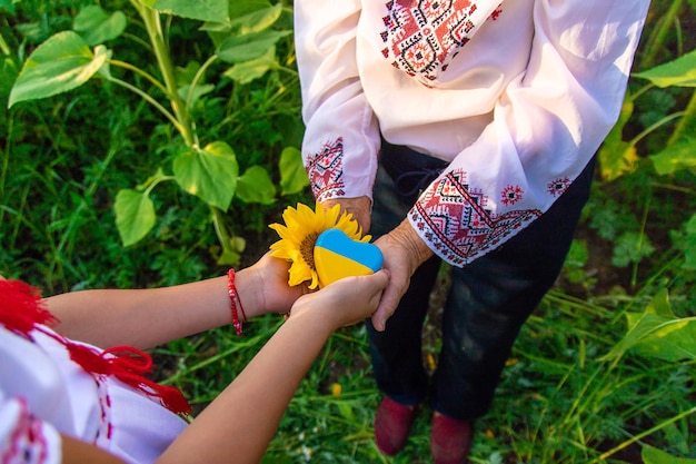 Photo heart in hands in a field of sunflowers in an embroidered shirt selective focus