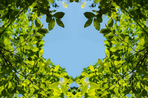 Photo heart made of crowns of trees treetops arranged in a heart