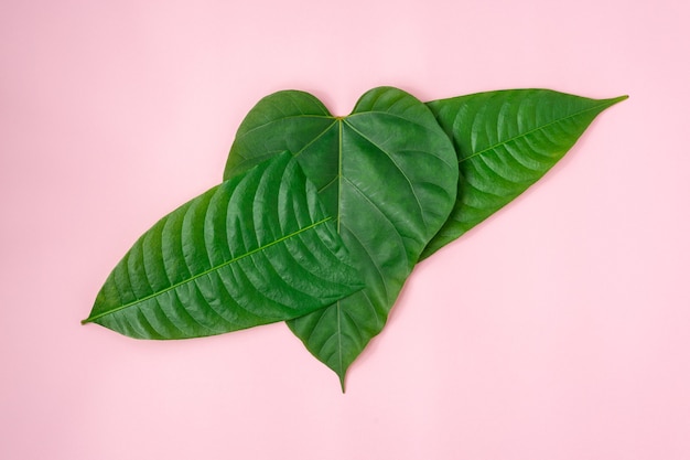 Heart shape of green leaves on light pink