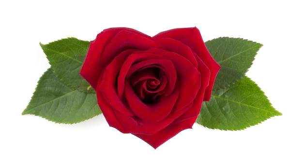 Heart shape Red rose flower on white