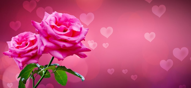 Heart shaped background with pink roses for valentines day