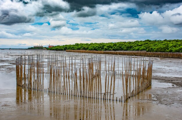 Heart shaped bamboo that is in the sea at Bang Poo, Samut Prakan.