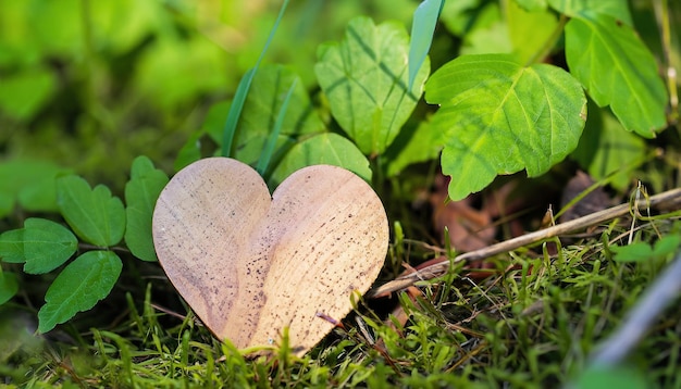 A heart shaped leaf is in the grass.