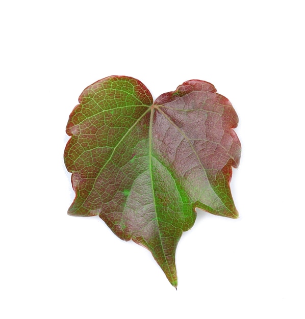 Heart shaped leaf isolated on white background