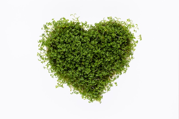 heart shaped seed sprouts