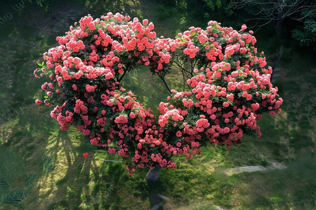 Photo a heart shaped tree with pink flowers in the middle