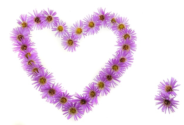 Heart symbol made of violet flowers and chamomile isolated on white background Flat lay Top view